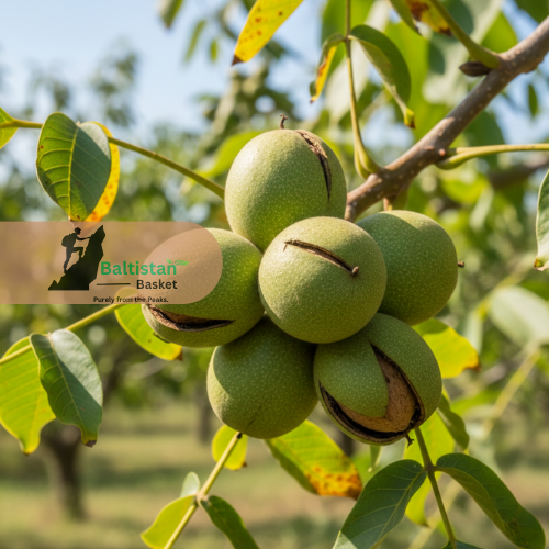 Premium Raw Baltistan Walnuts - Image 2