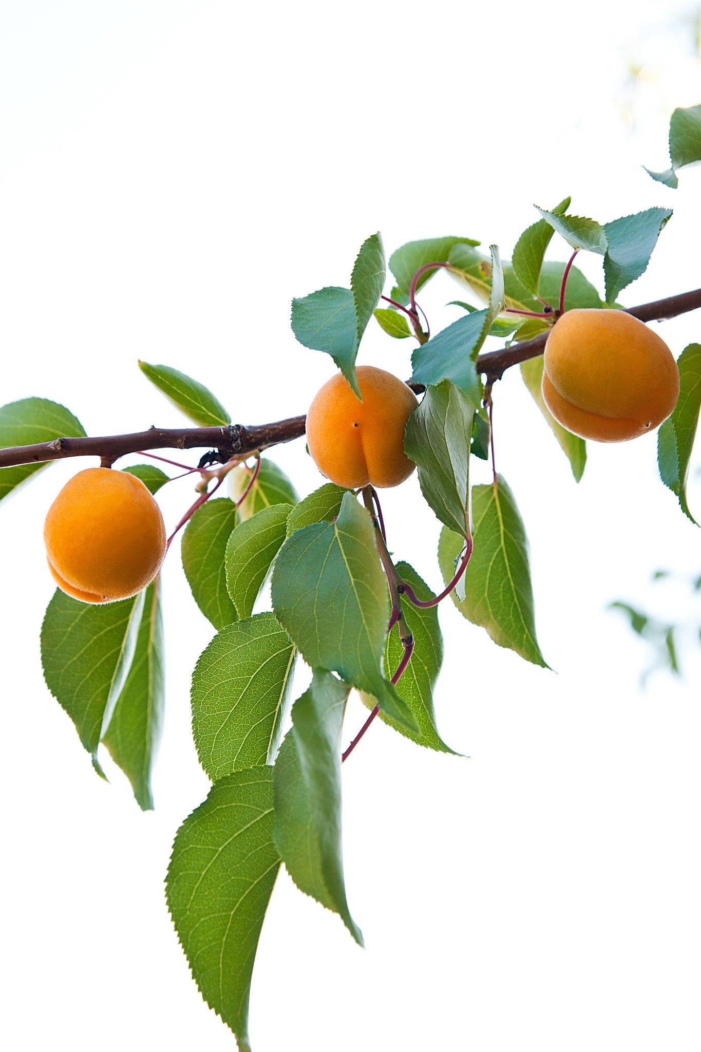 Premium Sun-Dried Khaplu Apricots - Image 3